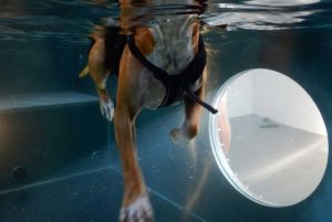 PHYSIObox Hydrotherapie für Hunde