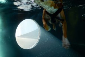 PHYSIObox Schwimmtherapie für Hunde